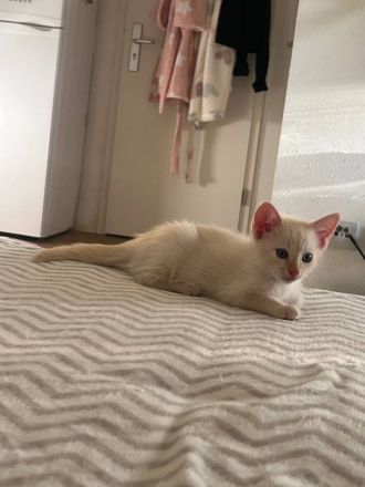 Don Sphynx und Kanadian Sphynx