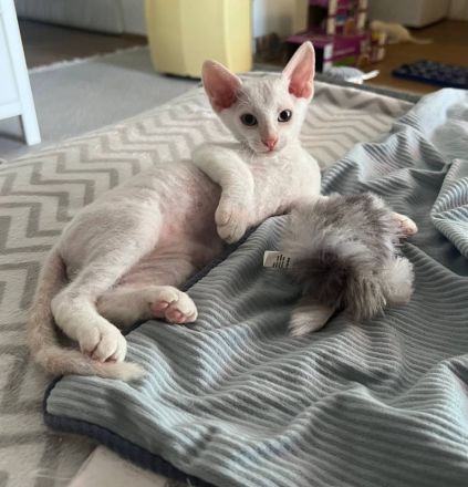 Don Sphynx und Kanadian Sphynx