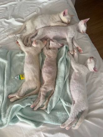 Don Sphynx und Kanadian Sphynx