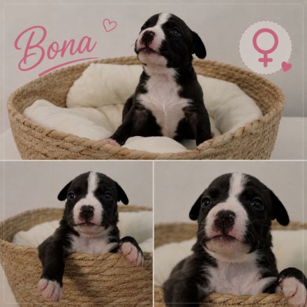 American Bully Welpen