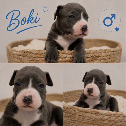 American Bully Welpen