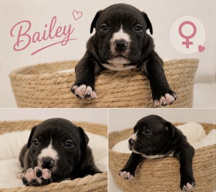 American Bully Welpen