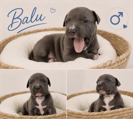 American Bully Welpen