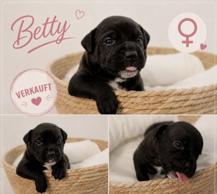 American Bully Welpen
