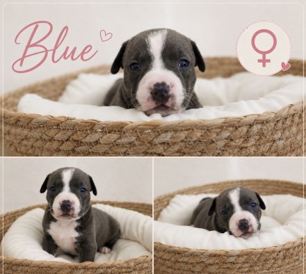 American Bully Welpen