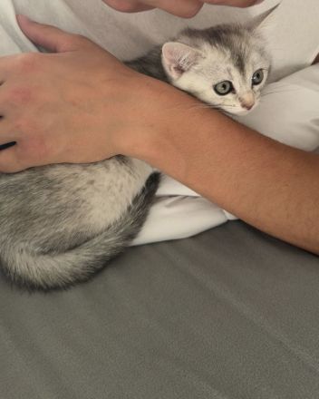 Bkh kitten