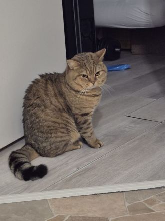 Deckkater Tiger