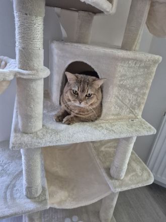 Deckkater Tiger