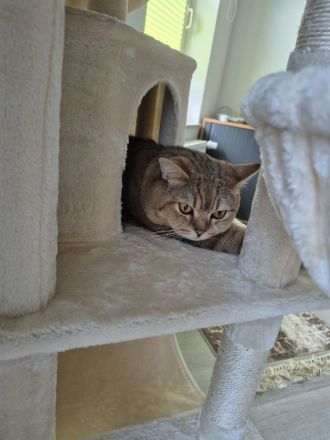 Deckkater Tiger