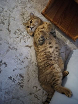 Deckkater Tiger