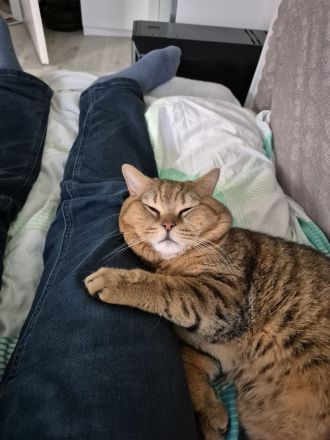 Deckkater Tiger