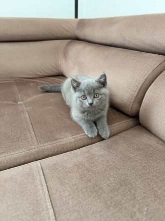 Zwei BKH Kitten suchen liebevolles zuhause