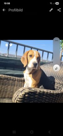 Beagle 5jahre jung