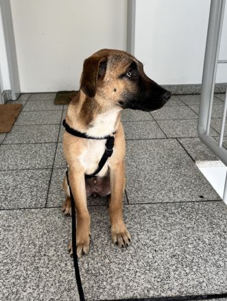 Dickie, geb. ca. 11/2025, lebt bei einer Familie in 46236 Bottrop