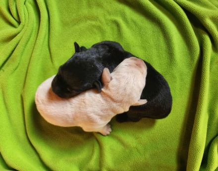 Labrador Welpen (reinrassig) in \"schwarz\" und \"creme\" - stressfreie Aufzucht mit Ahnenpass