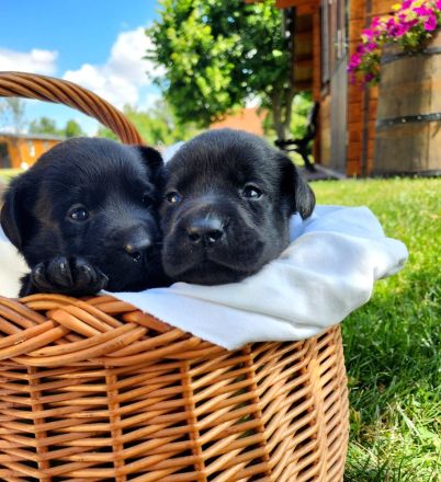 Labrador Welpen (reinrassig) in \"schwarz\" und \"creme\" - stressfreie Aufzucht mit Ahnenpass