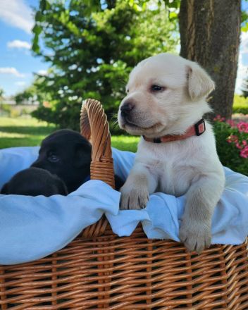 Labrador Welpen (reinrassig) in \"schwarz\" und \"creme\" - stressfreie Aufzucht mit Ahnenpass