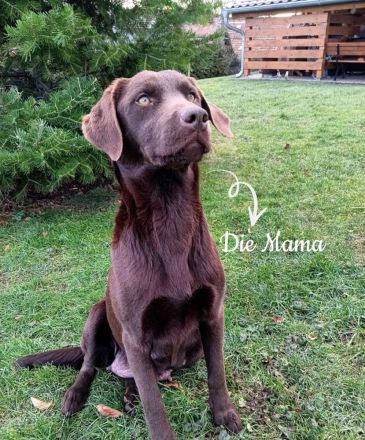 Labrador Welpen (reinrassig) in \"schwarz\" und \"creme\" - stressfreie Aufzucht mit Ahnenpass