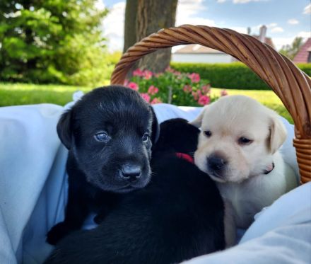 Labrador Welpen (reinrassig) in \"schwarz\" und \"creme\" - stressfreie Aufzucht mit Ahnenpass