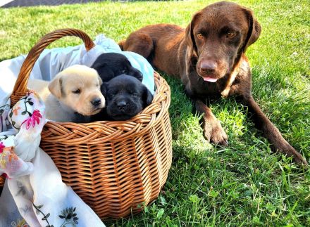 Labrador Welpen (reinrassig) in \"schwarz\" und \"creme\" - stressfreie Aufzucht mit Ahnenpass