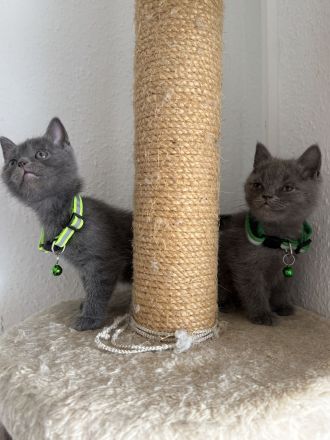 Bkh kitten