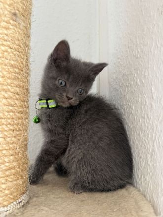 Bkh kitten