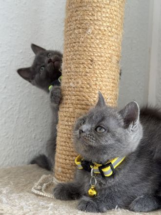 Bkh kitten