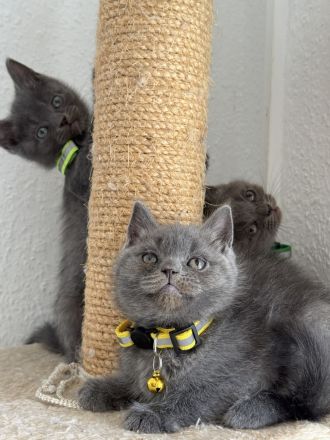 Bkh kitten