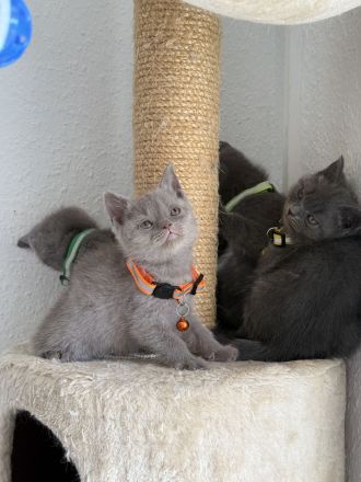 Bkh kitten