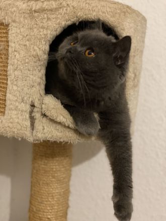 Bkh kitten