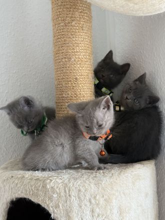Bkh kitten