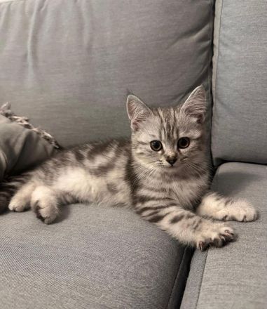 BKH Kitten