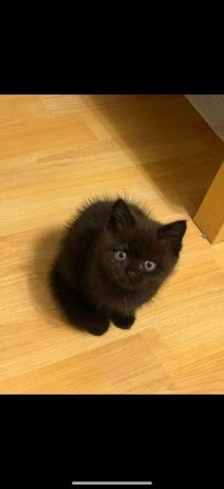 BKH Kitten
