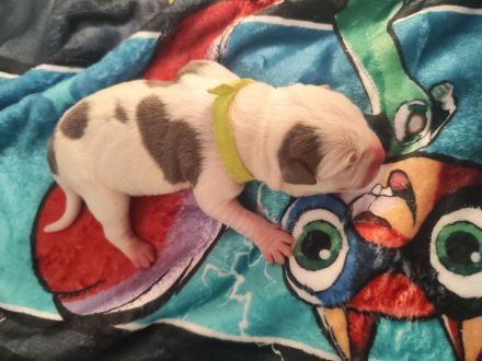 Old english Bulldogge