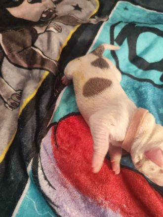 Old english Bulldogge