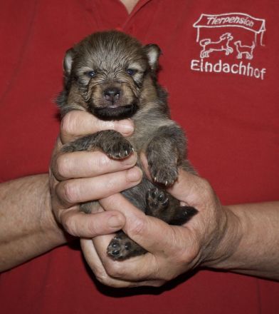 Gutsele's Welpen haben schon die Augen offen!