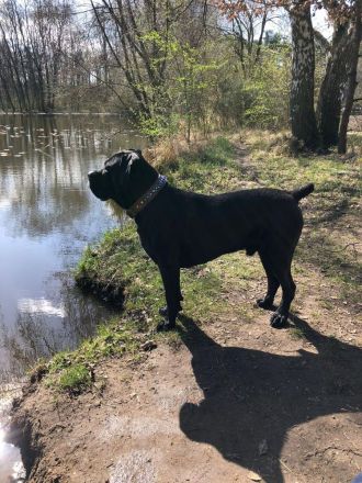 10 reinrassige cane corso welpen geb.8.6.2026