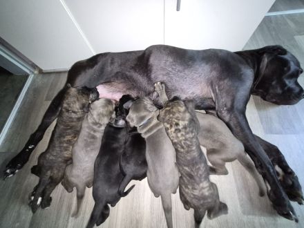 10 reinrassige cane corso welpen geb.8.6.2026