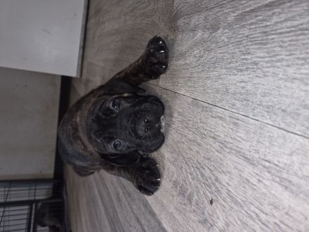 10 reinrassige cane corso welpen geb.8.6.2026