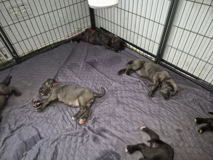 10 reinrassige cane corso welpen geb.8.6.2026