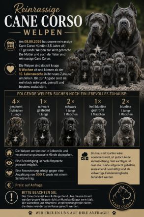 10 reinrassige cane corso welpen geb.8.6.2026