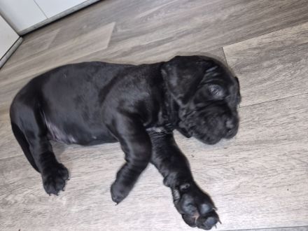 10 reinrassige cane corso welpen geb.8.6.2026