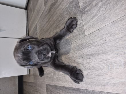 10 reinrassige cane corso welpen geb.8.6.2026