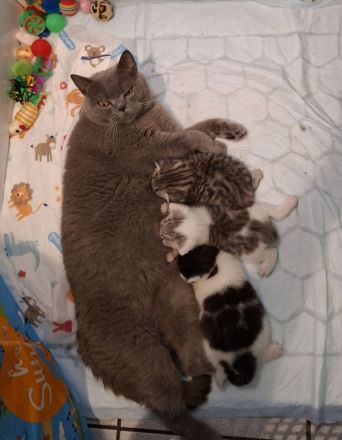 ​Zwei zuckersüße Kätzchen suchen ein liebevolles Zuhause! 🐱❤️