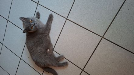 ​Zwei zuckersüße Kätzchen suchen ein liebevolles Zuhause! 🐱❤️