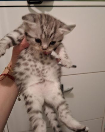 ​Zwei zuckersüße Kätzchen suchen ein liebevolles Zuhause! 🐱❤️