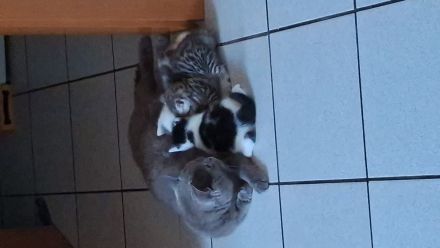 ​Zwei zuckersüße Kätzchen suchen ein liebevolles Zuhause! 🐱❤️