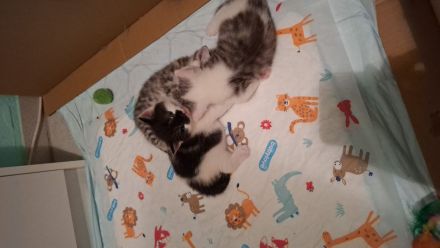 ​Zwei zuckersüße Kätzchen suchen ein liebevolles Zuhause! 🐱❤️