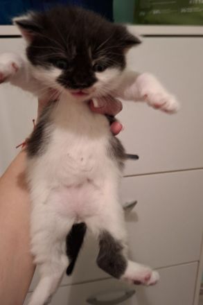 ​Zwei zuckersüße Kätzchen suchen ein liebevolles Zuhause! 🐱❤️