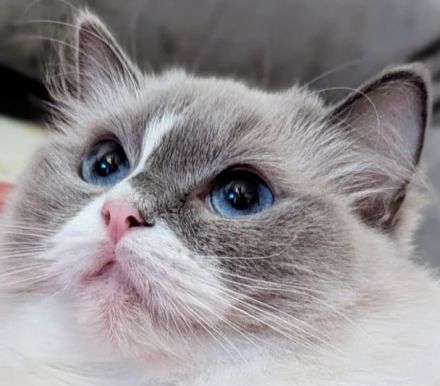 Ragdoll Kitten (2 kater)Abgabe ab sofort